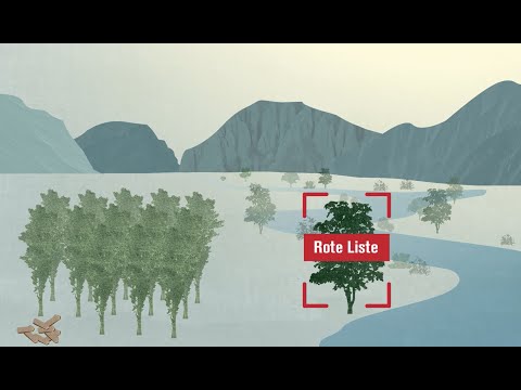Was passiert, wenn Gentechnik-Pappeln in die Umwelt gelangen?