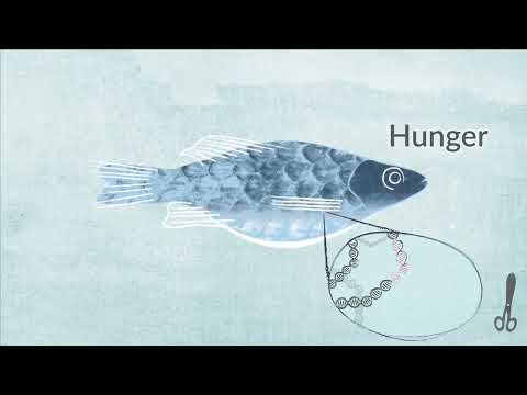 Was passiert, wenn Gentechnik-Fische in die Umwelt gelangen?