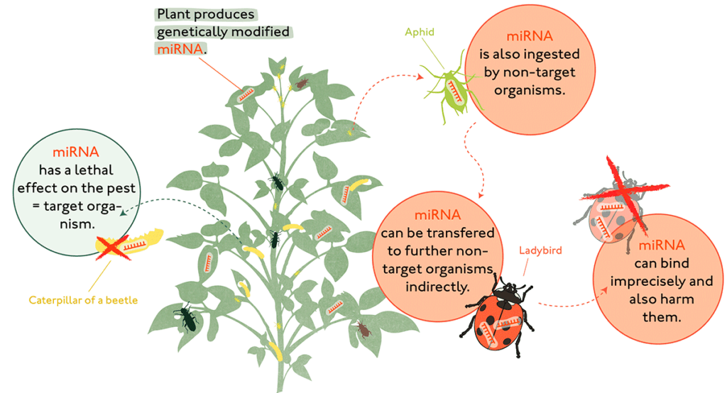 Effects of a genetically engineered RNAi-based plant on non-target organisms