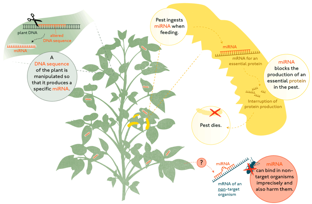 A genetically engineered RNAi-based insecticidal plant
