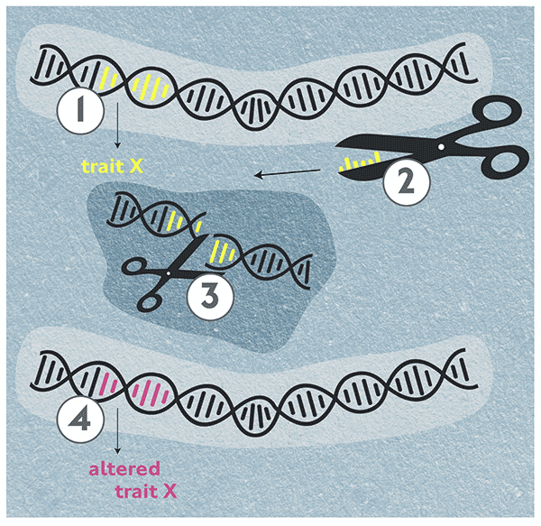 Testbiotech FGU | What are gene scissors and how do they work?