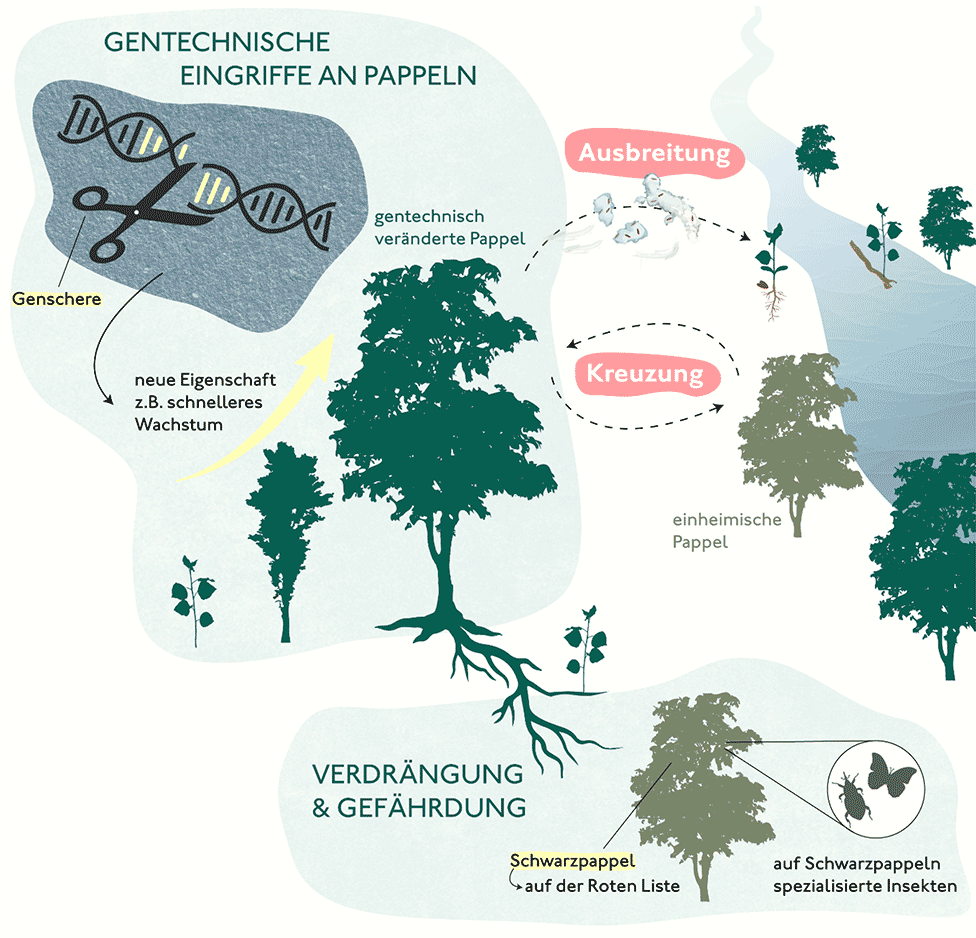 Gentechnisch veränderte Bäume – das Beispiel Pappel