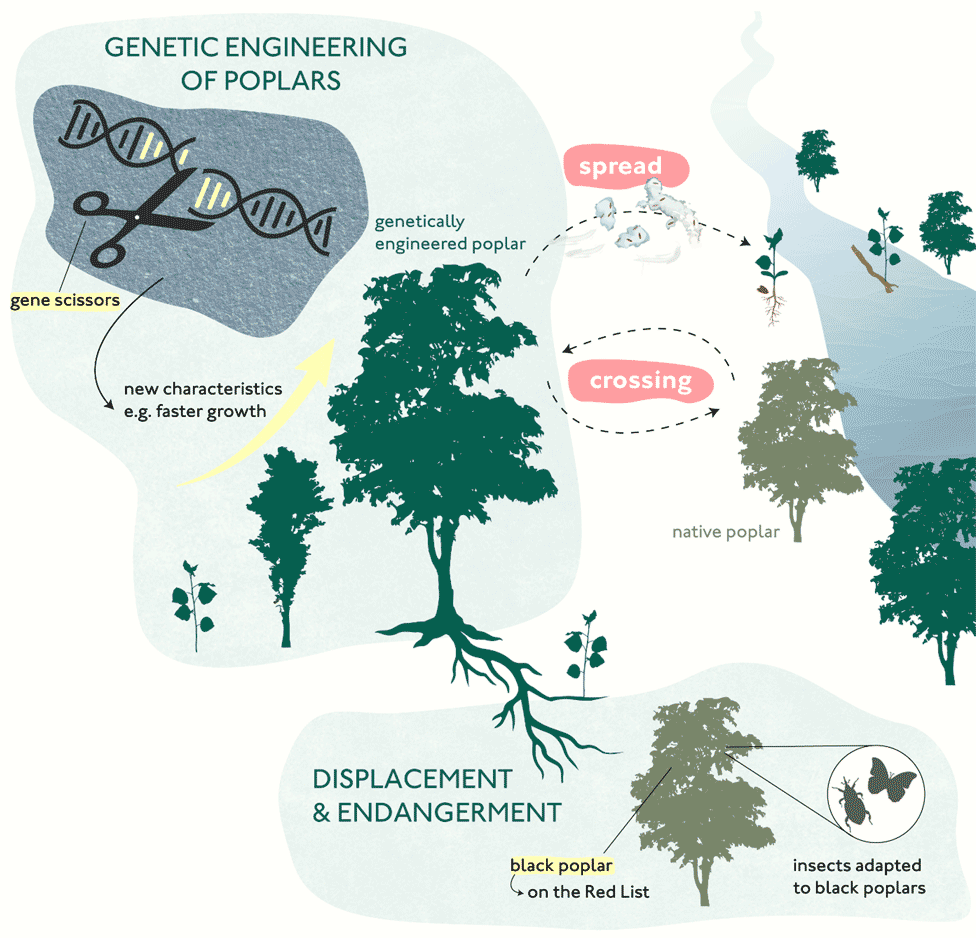 Genetically engineered trees – the example of poplar