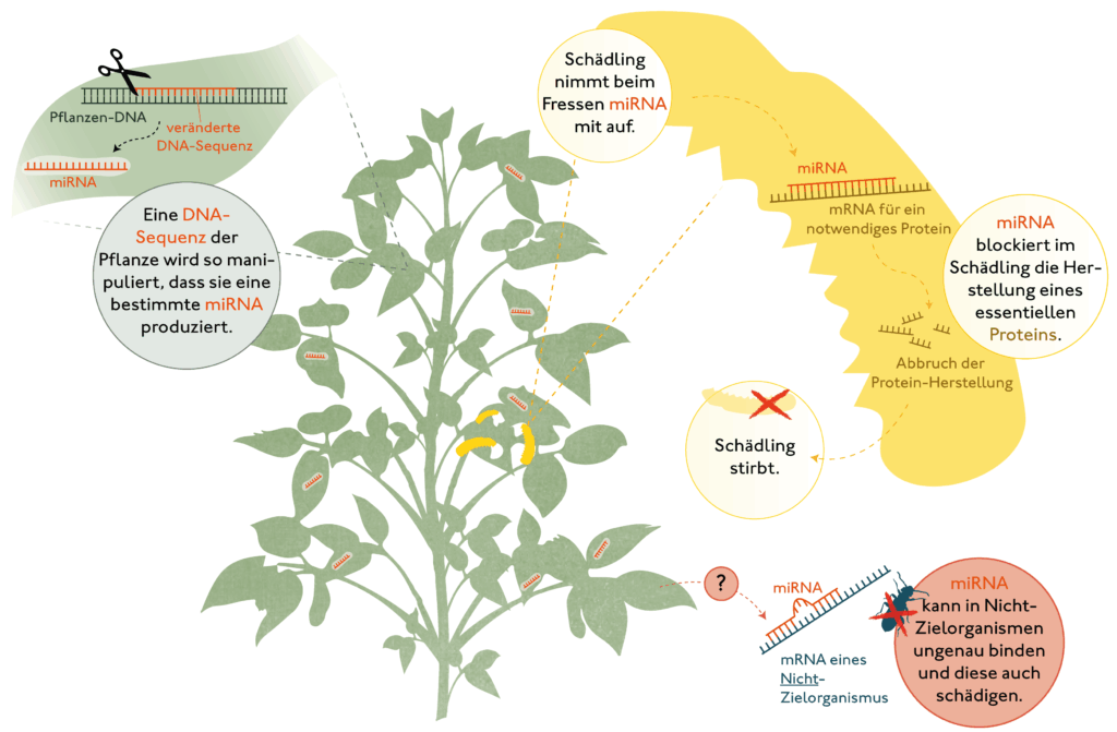 Gentechnisch veränderte Pflanzen: insektengiftig durch den RNAi-Wirkmechanismus