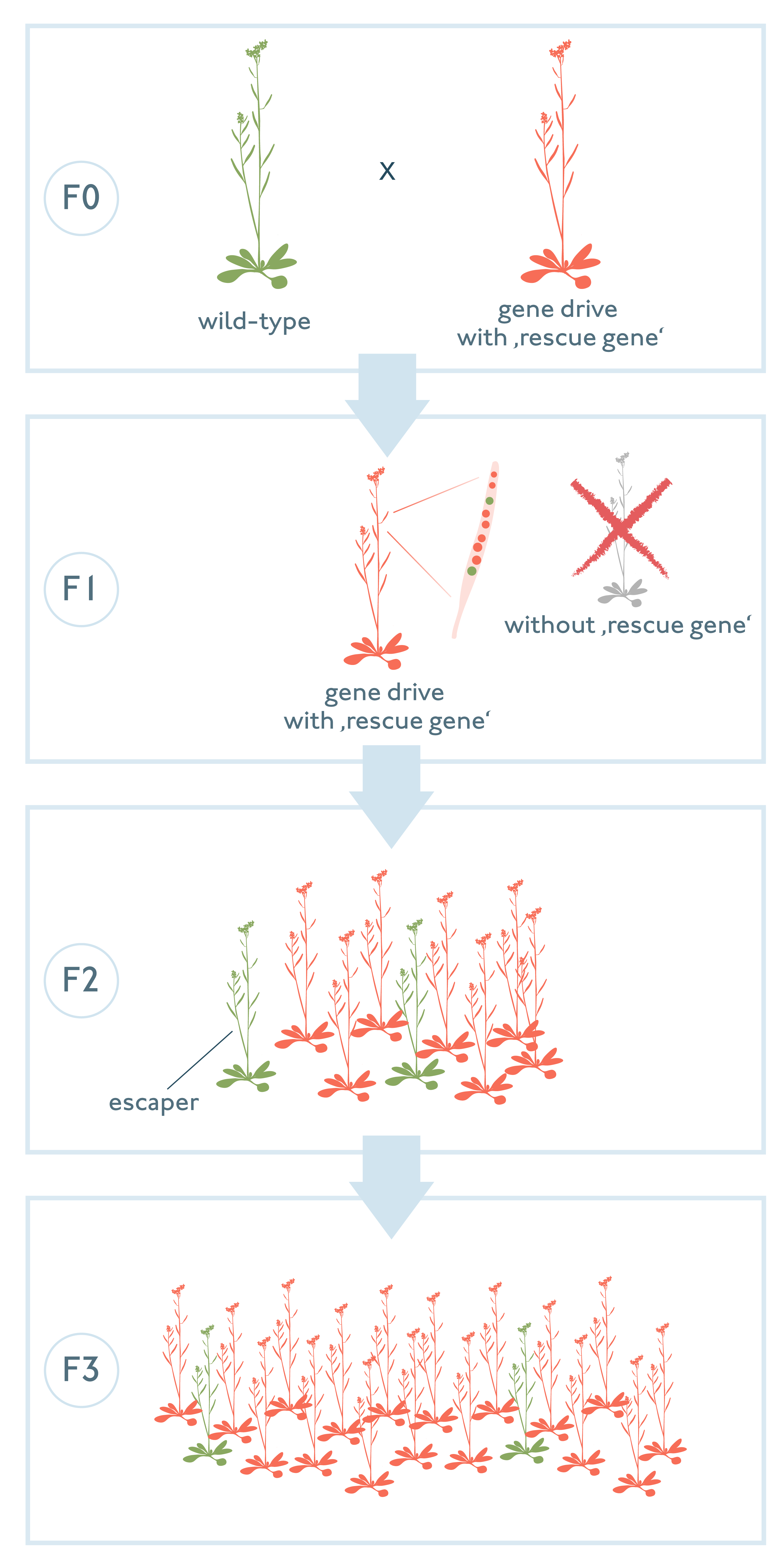 Gene drive combining ‚cleave and rescue‘ in plants