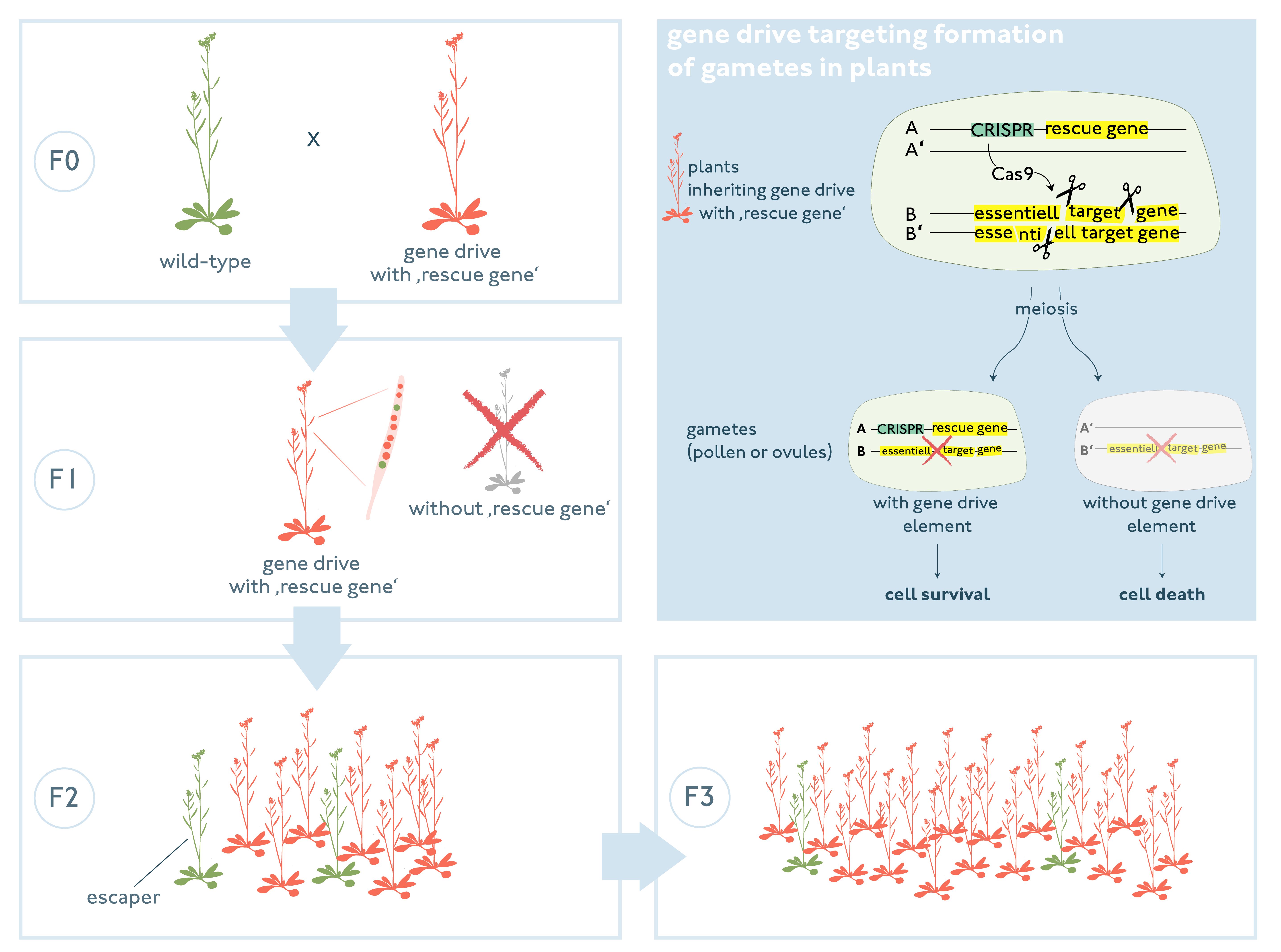 Gene drive combining ‚cleave and rescue‘ in plants