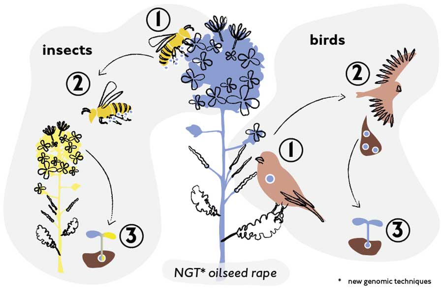 Possible ways of spreading plants from new genetic engineering (NGT) – the example of NGT rapeseed