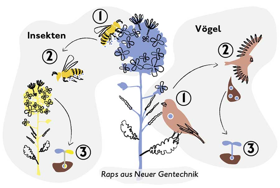 Mögliche Ausbreitungswege von Pflanzen aus Neuer Gentechnik (NGT) – Das Beispiel NGT-Raps